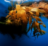 Kelp Patch - Pacific Ocean