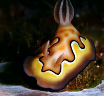 Nudibranch