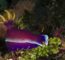Nudibranch