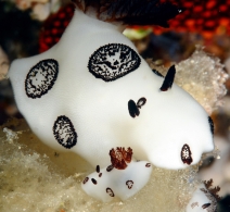 Nudibranch