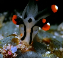 Nudibranch