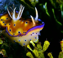 Nudibranch