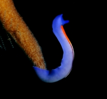 Flatworm