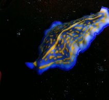 Flatworm