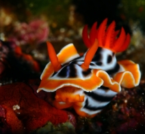 Nudibranch