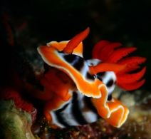 Nudibranch