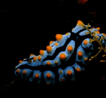 Nudibranch