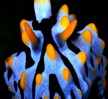 Nudibranch