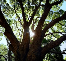 Oak Tree - Kirstenbosch 