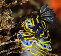 Nudibranch
