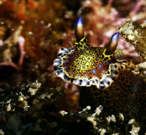 Nudibranch