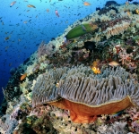 Reef Life - India