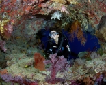Namena Reef - Fiji