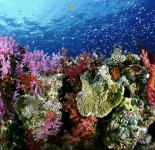 Reef Life - Fiji