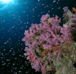 Soft Coral - Fiji