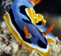 Nudibranch