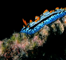 Nudibranch