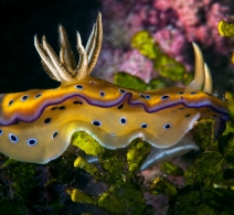 Nudibranch