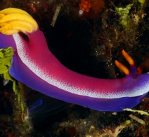 Nudibranch