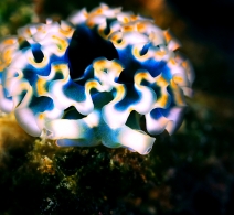 Nudibranch