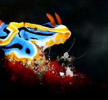 Nudibranch