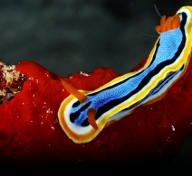Nudibranch