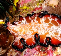 Flatworm