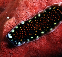 Flatworm