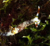 Nudibranch