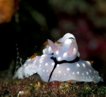 Nudibranch