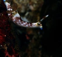 Nudibranch