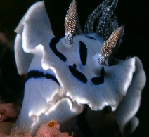 Nudibranch