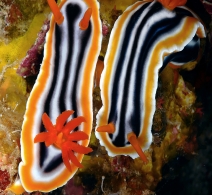 Nudibranch