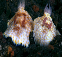 Nudibranch