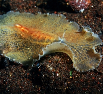 Flatworm