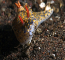Nudibranch