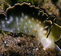 Nudibranch