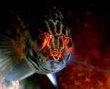 Goby Fish