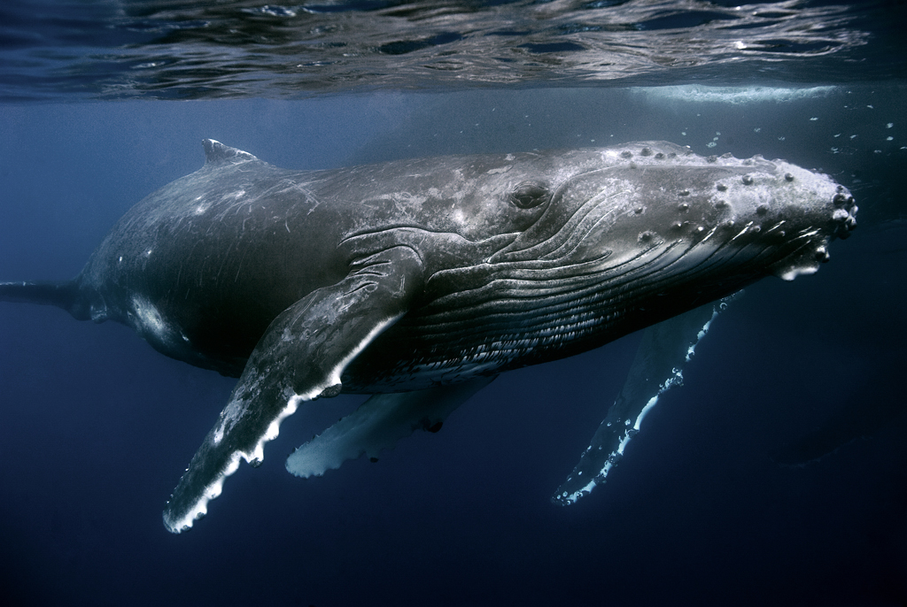 Ласты китообразных. Горбатый кит. Морские млекопитающие киты. Киты китообразные. Кит клюворыл.